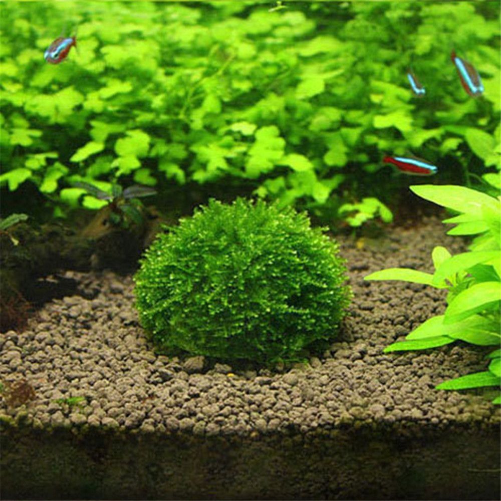 Marine Aquarium All In One - Nueva suspensión de plástico, cúpula de