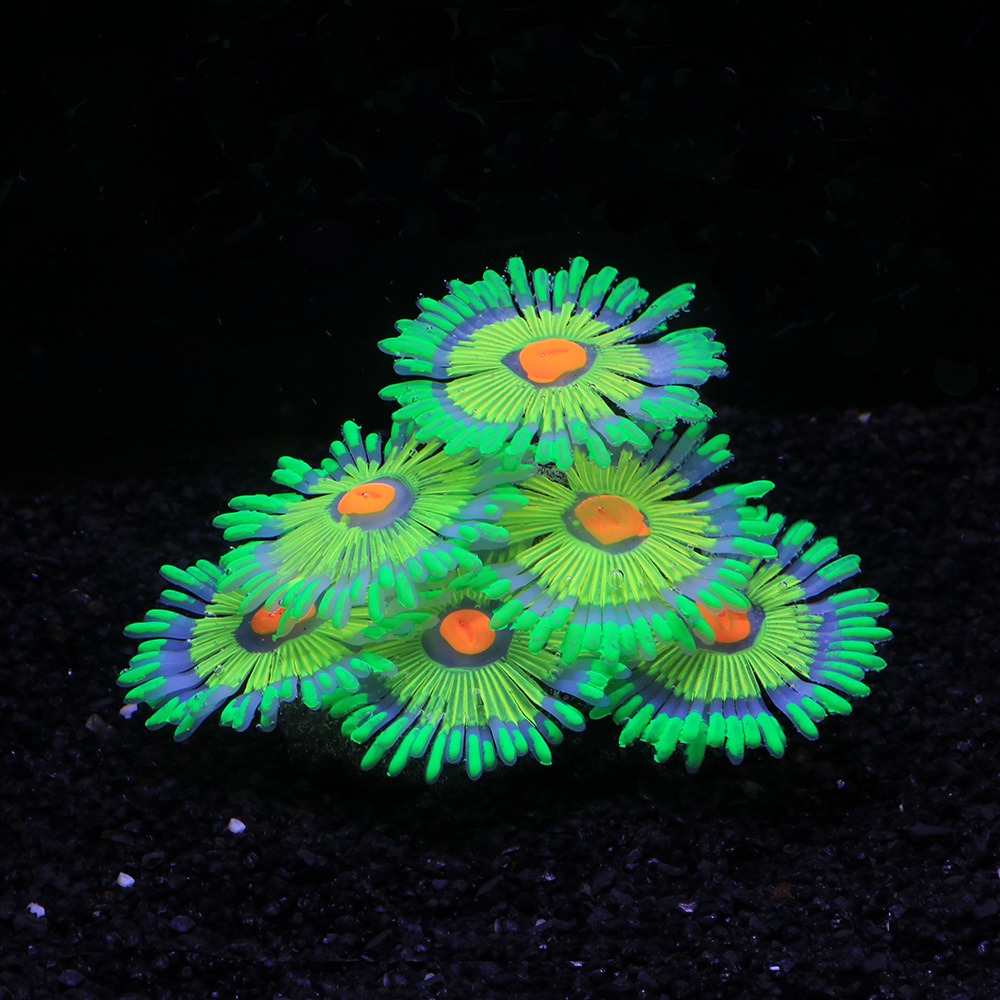 Decoraciones Luminosas para Ac - Marine Aquarium All In One reseña y precio