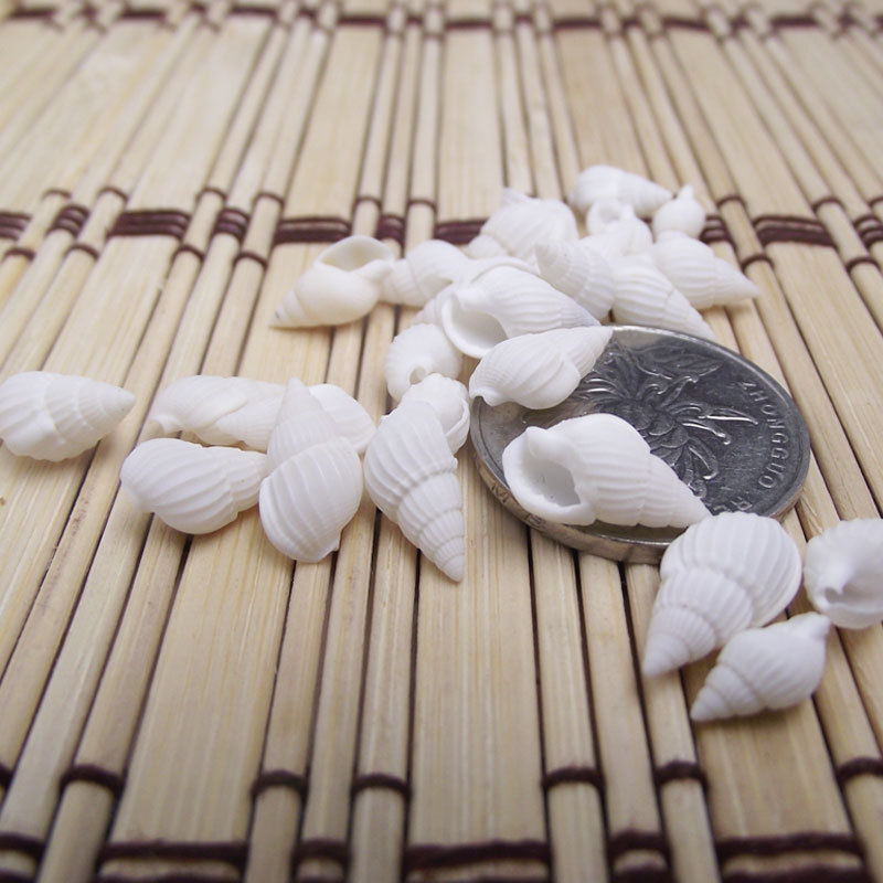 Conchas Naturales de Zeuxis y  - Marine Aquarium & Regional Centre Reviews reseña y precio