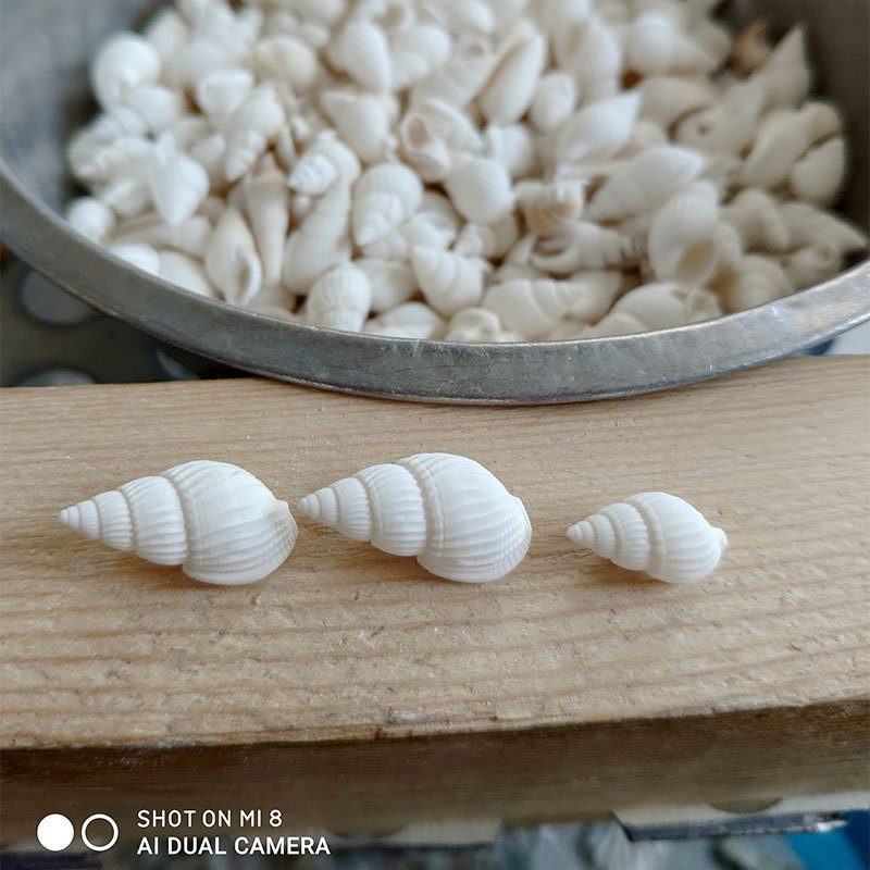Conchas Naturales de Zeuxis y  - Marine Aquarium & Regional Centre Reviews reseña y precio