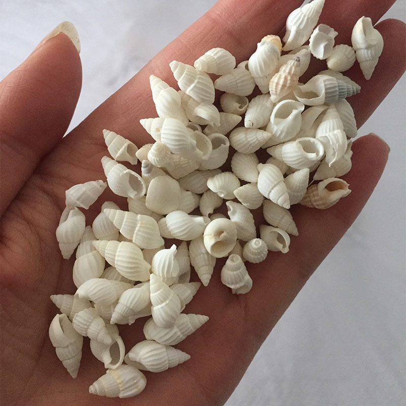 Conchas Naturales de Zeuxis y  - Marine Aquarium & Regional Centre Reviews reseña y precio