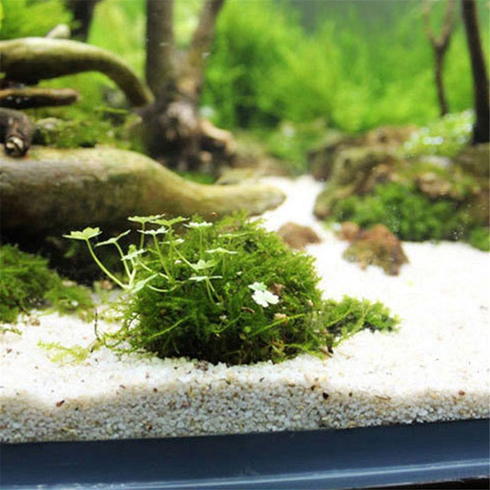 Nueva suspensión de plástico,  - Marine Aquarium All In One reseña y precio